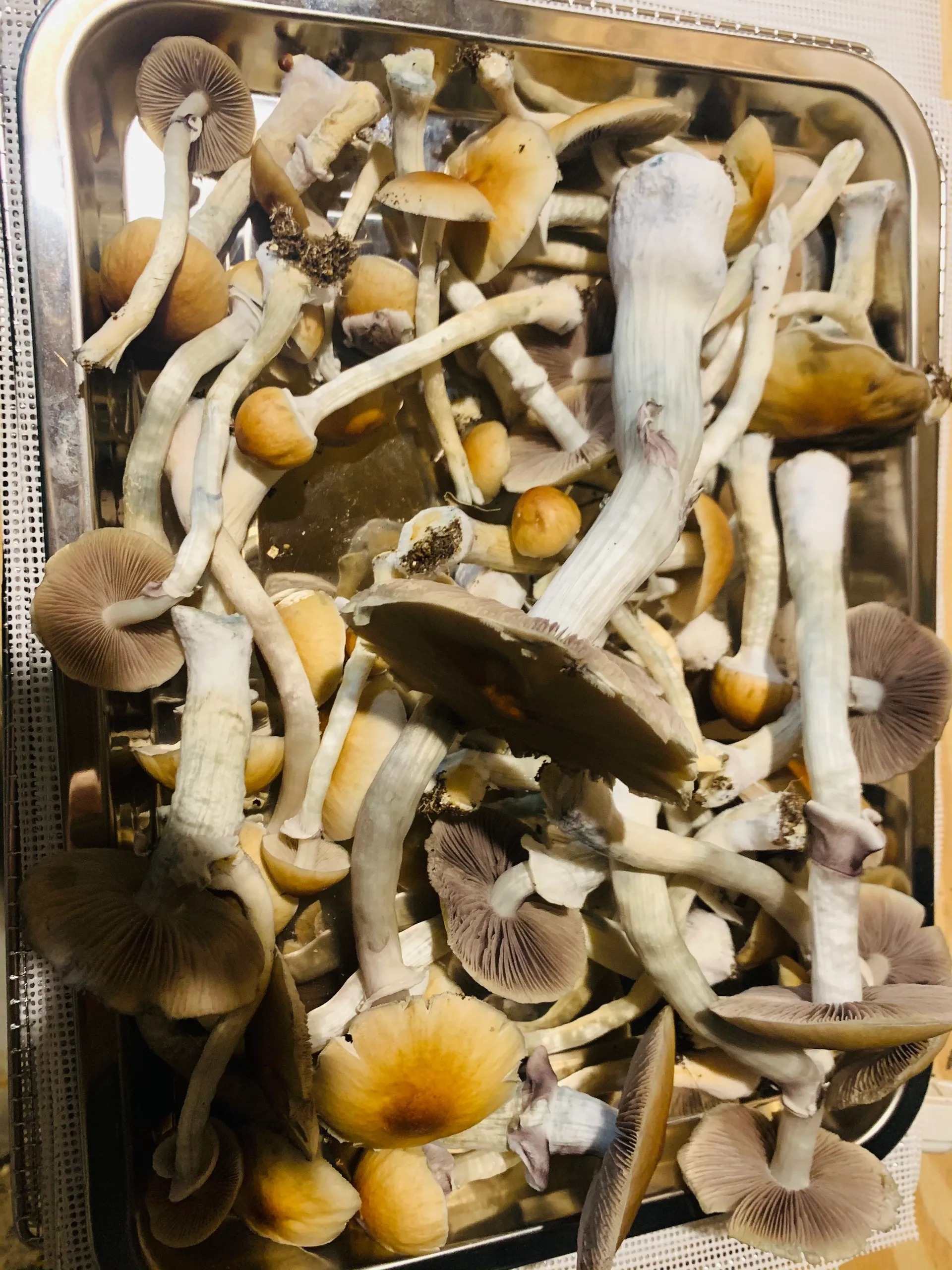 Golden Teacher Magic Mushrooms